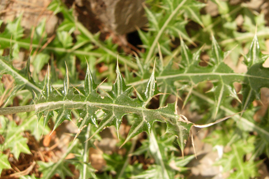 Da Creta: sei fiori senza identit